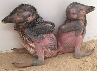The baby kookaburras were born at Leeds Castle