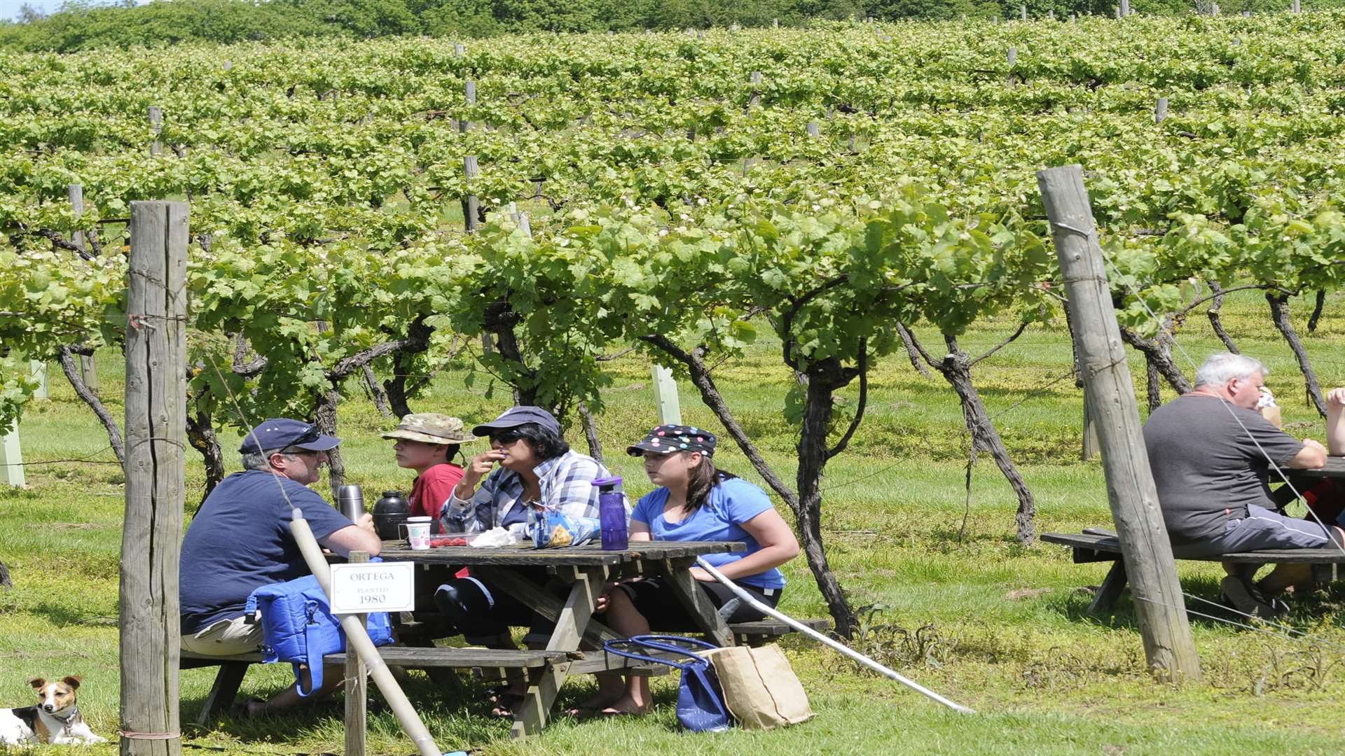 Picnic amongst the vines on a day out at Biddenden Vineyards
