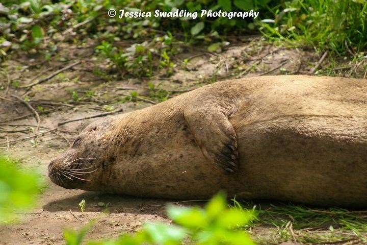 Bradley the seal sunbathing on the side of the River Medway. Picture: @JessicaSwadlingPhotography