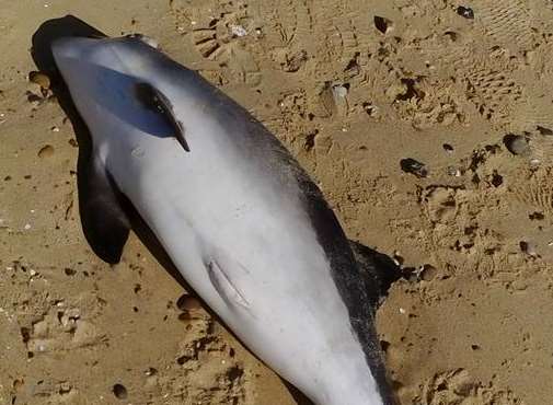 A porpoise was washed up on the beach at Sheerness