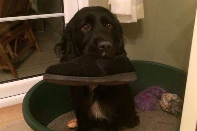 Sampson at home with his favourite slipper