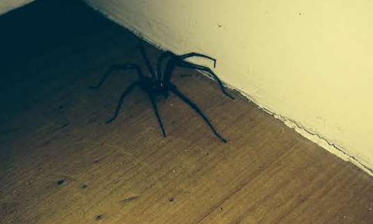 The massive spider discovered by Mr Ridley-Wilson, and eaten by his cat.