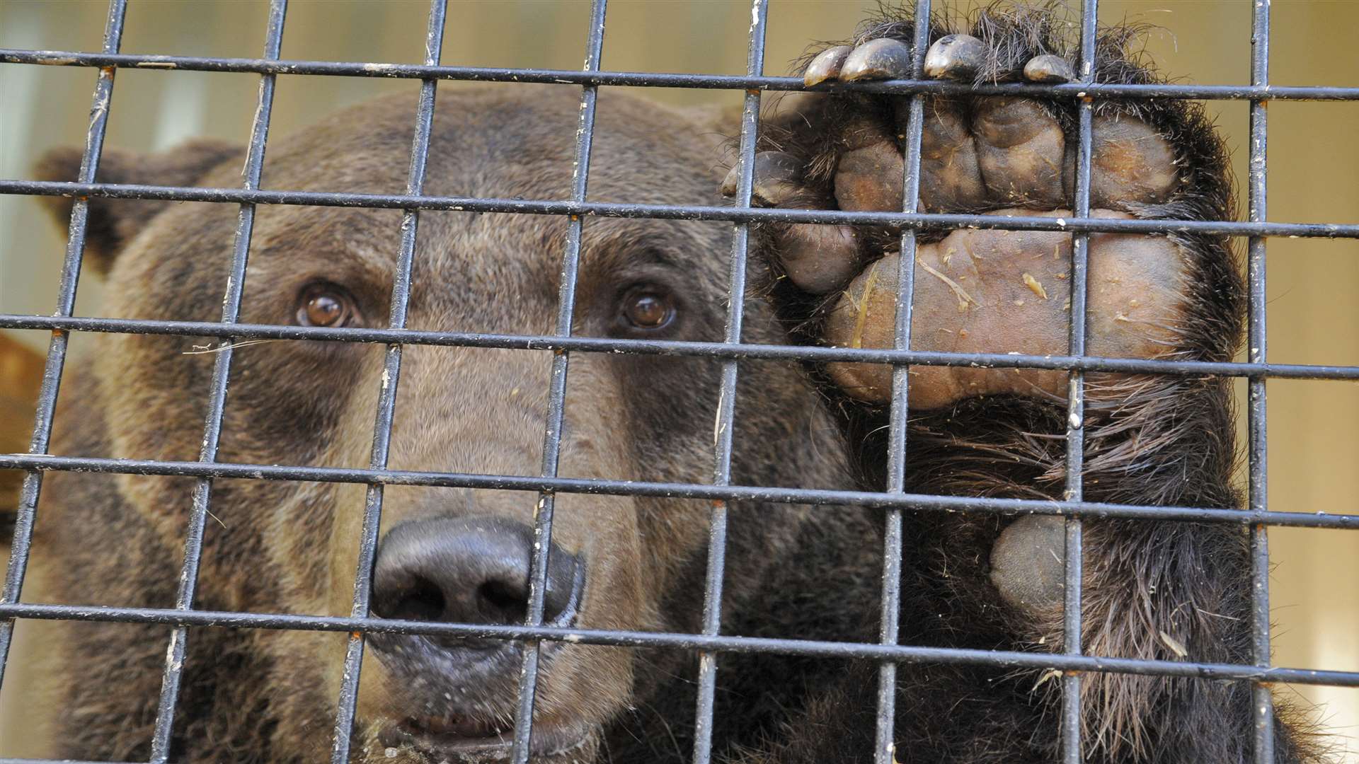 Say hello, the new bears have arrived at Wildwood