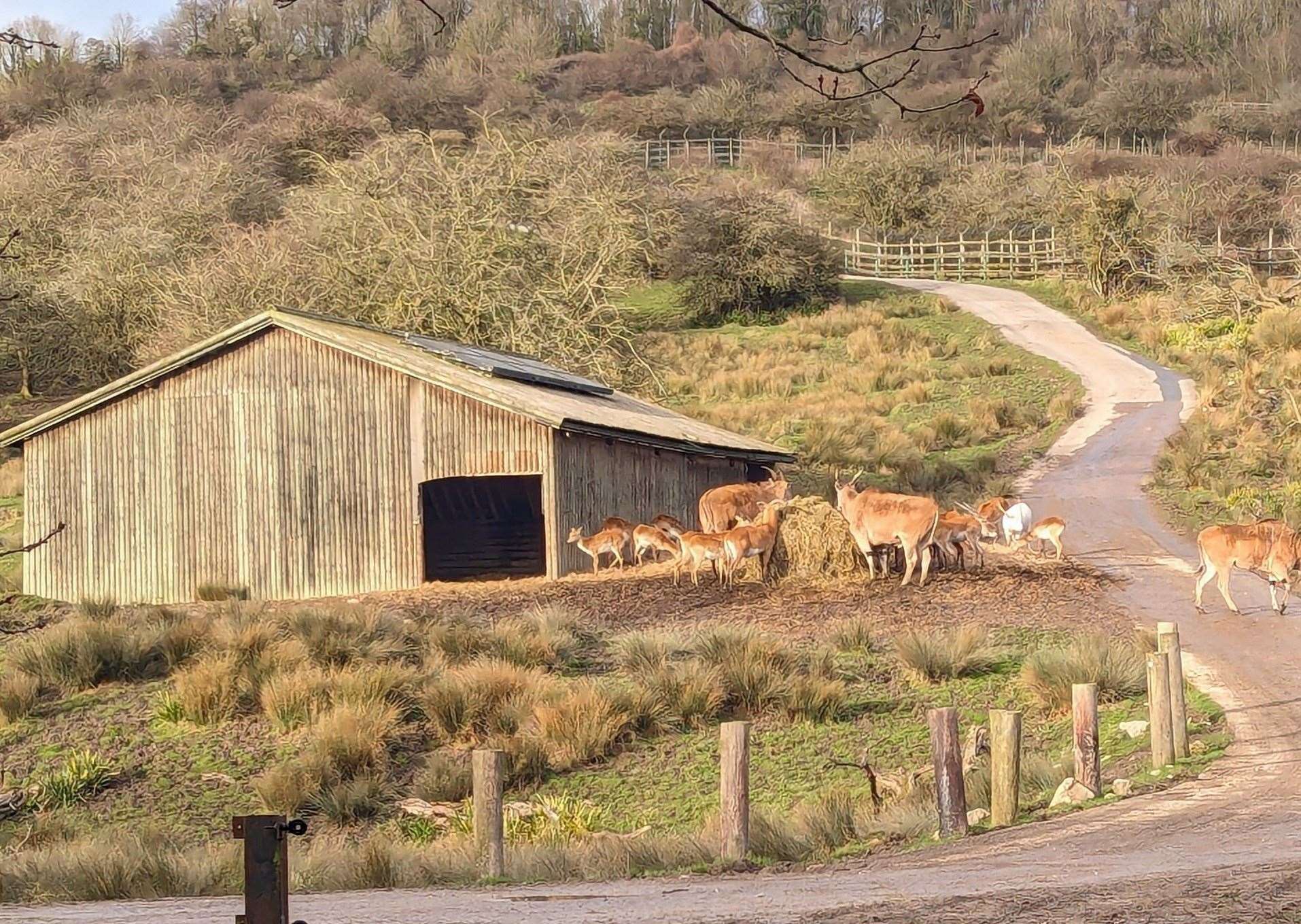 Animals at Port Lympne can be spied from the path