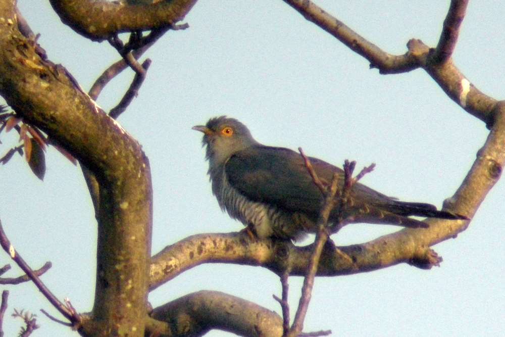 A cuckoo spotted in the reserve
