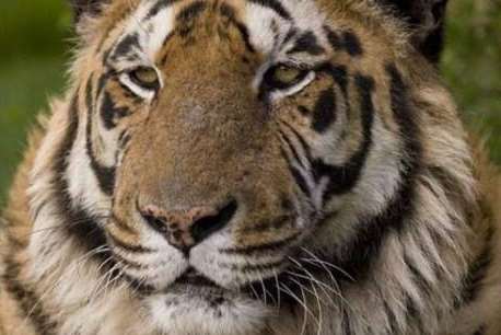 Bruno the tiger died at the animal park in Smarden. Picutre: Wildlife Heritage Foundation