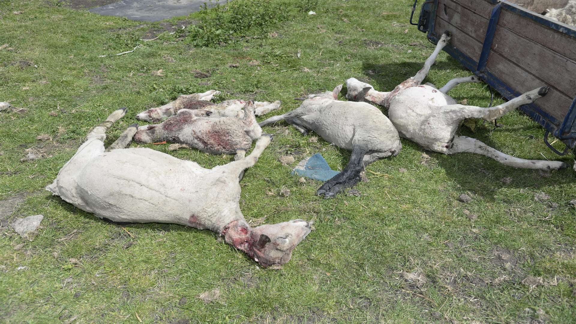 Some of the dead sheep found after being mauled by dogs at Danley Marshes Farm at Halfway