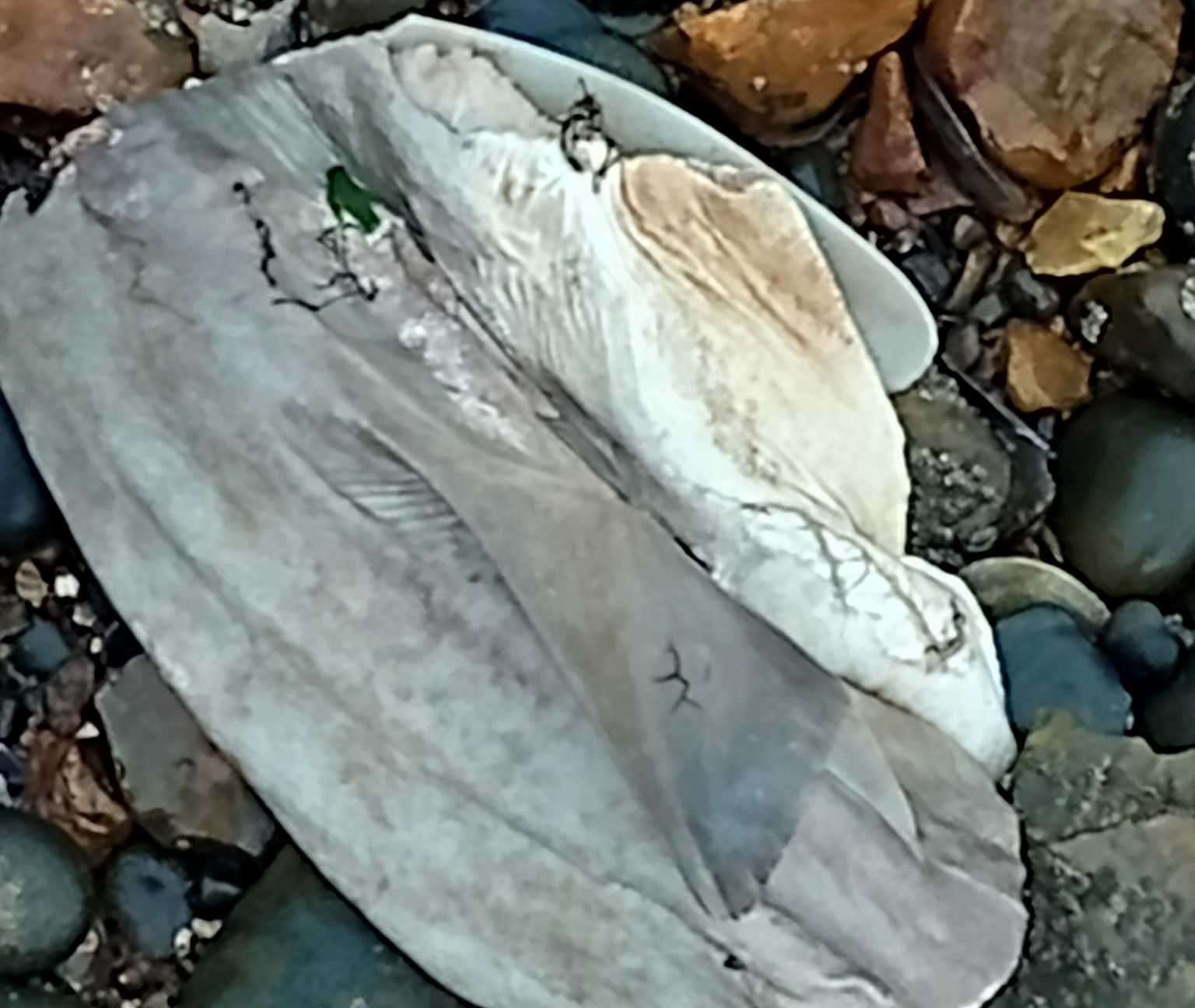 The dead fish were spotted on Wednesday, September 27