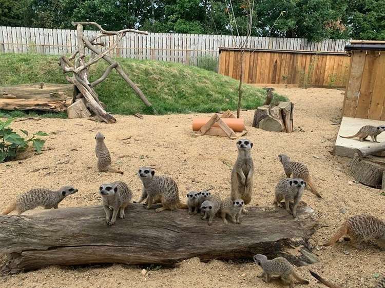 The meerkats at the Fenn Bell zoo. Picture: The Fenn Bell Conservation Project