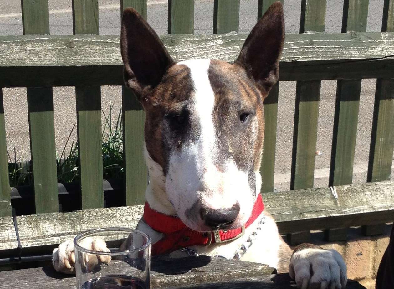 The English bull terrier was a rescue dog