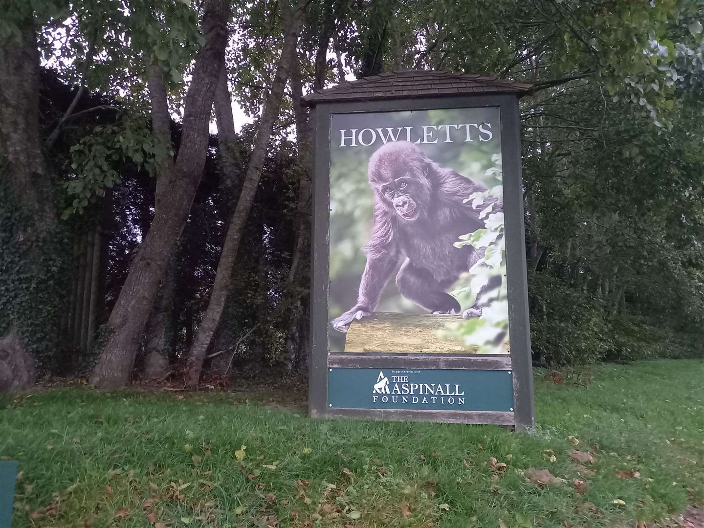 One of the star attractions at Howletts Wild Animal Park will remain out of public view for the foreseeable future