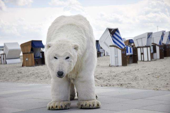 Paula the polar bear. Picture: Thomas Haentxschel