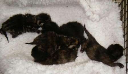 The litter of kittens dumped in a box next to a river in Dover two days after being born. Pictures: RSPCA