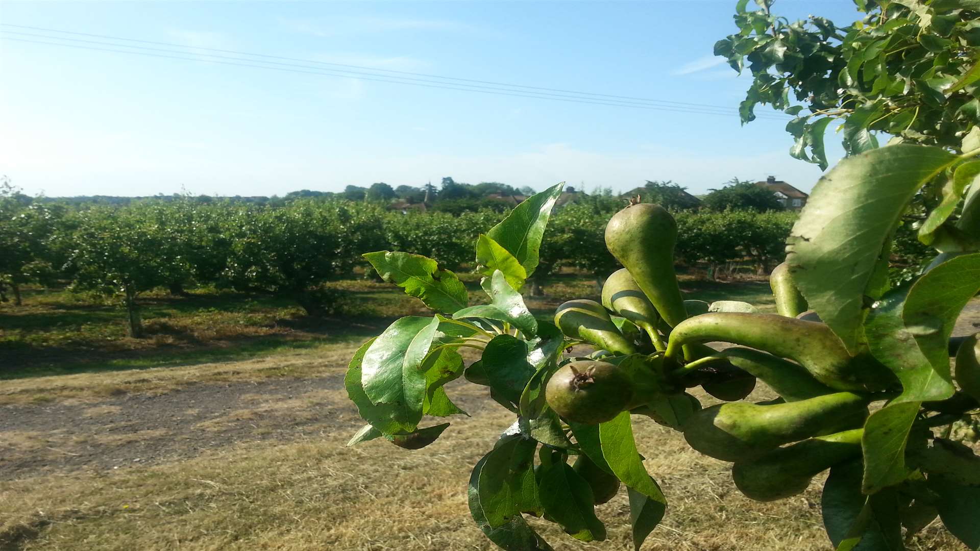 Pear orchards at Stones Farm in Bapchild, Sittingbourne