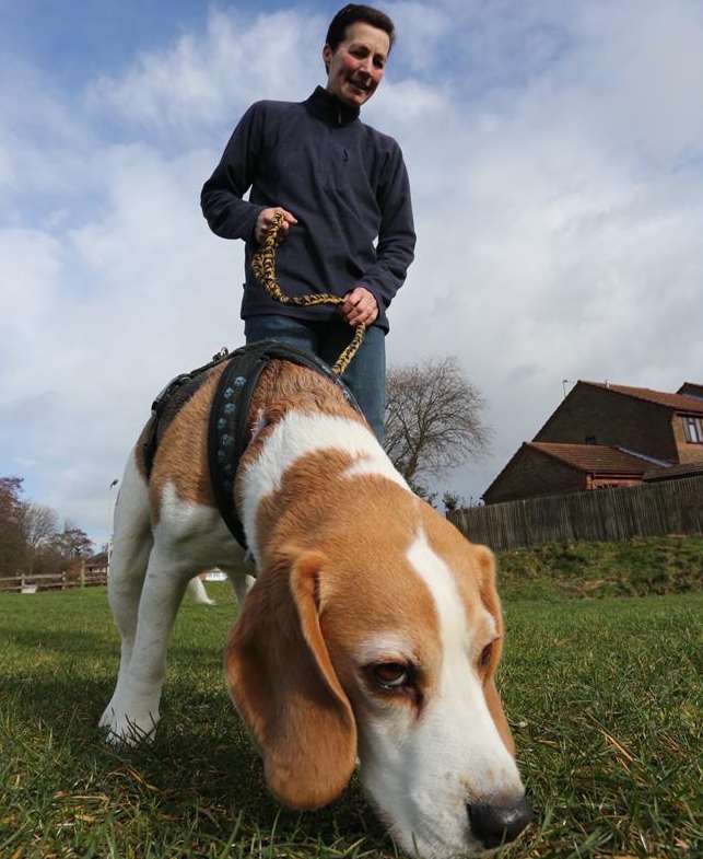 Beagle Tiga keeps his nose to the ground in Leybourne