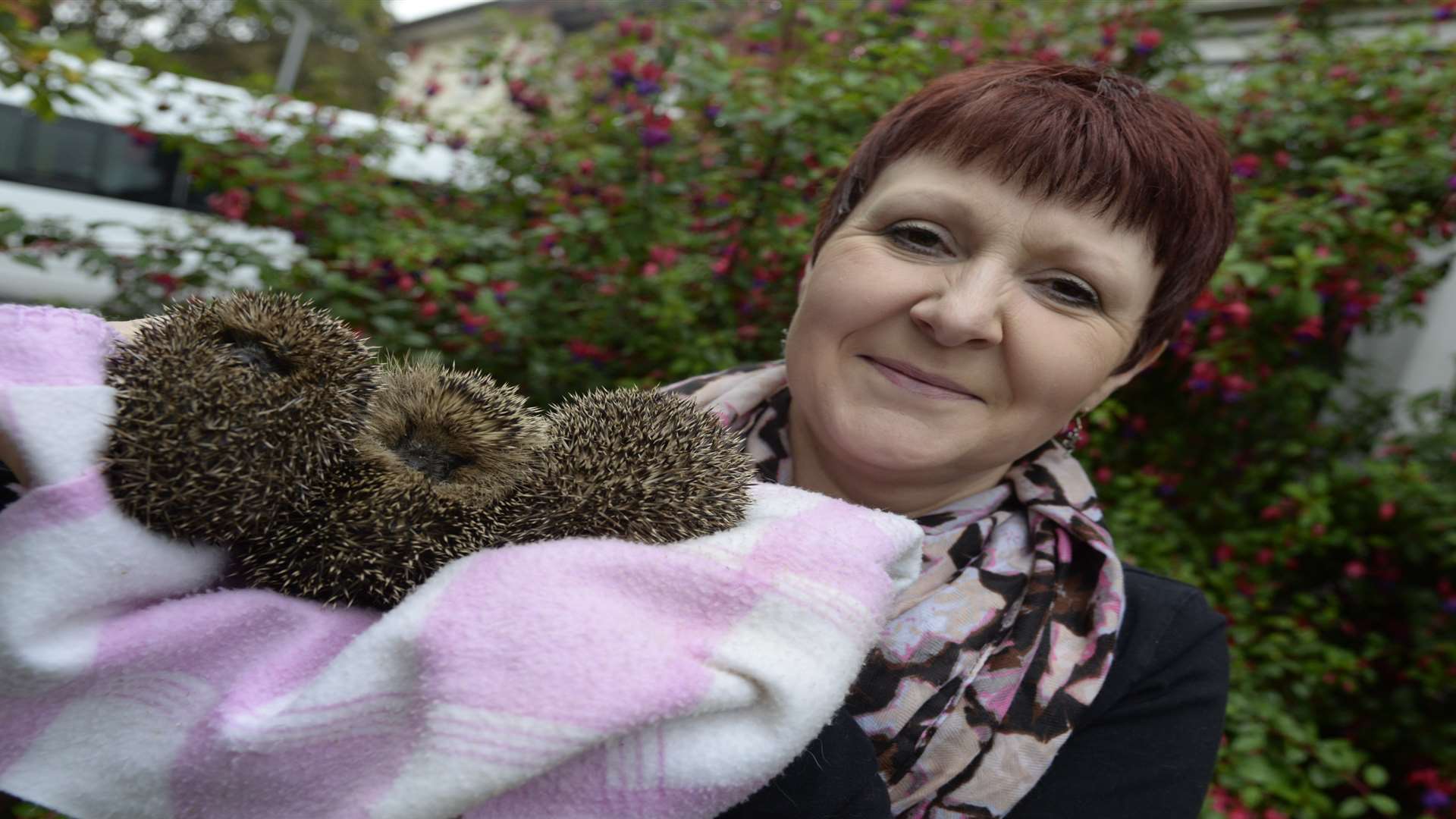 Ingrid Cole appeals for help with housing hedgehogs.