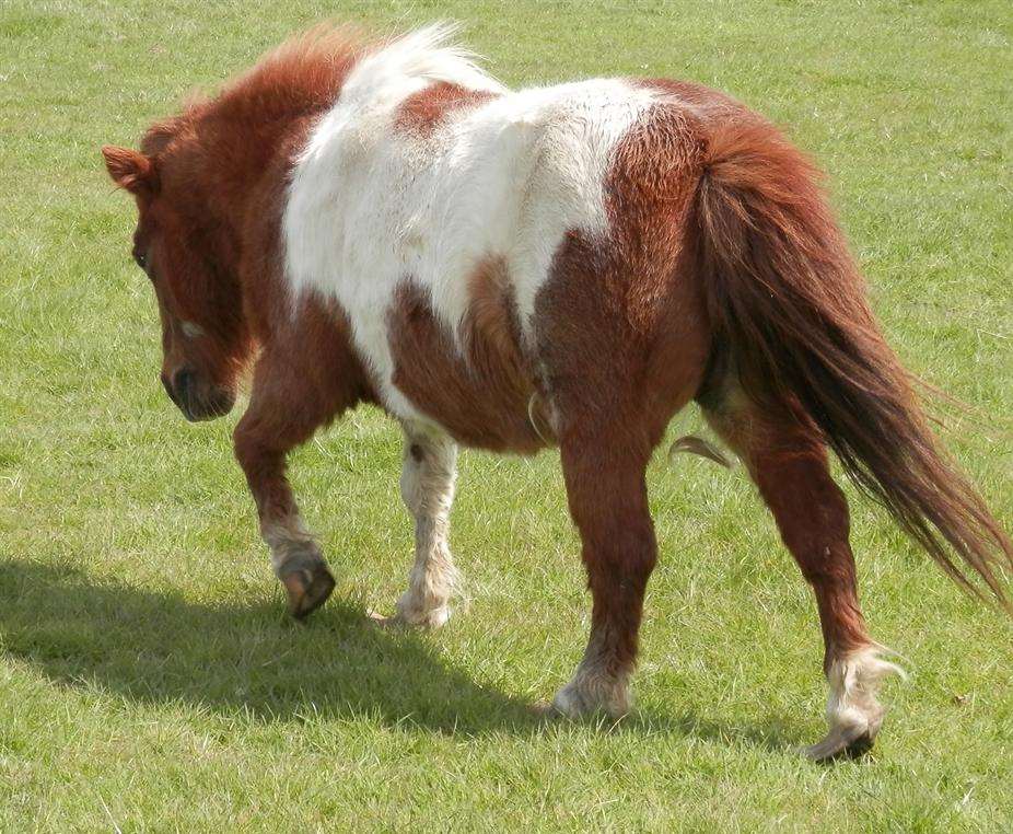The pony had curled-up hooves after being left in the field in Iwade