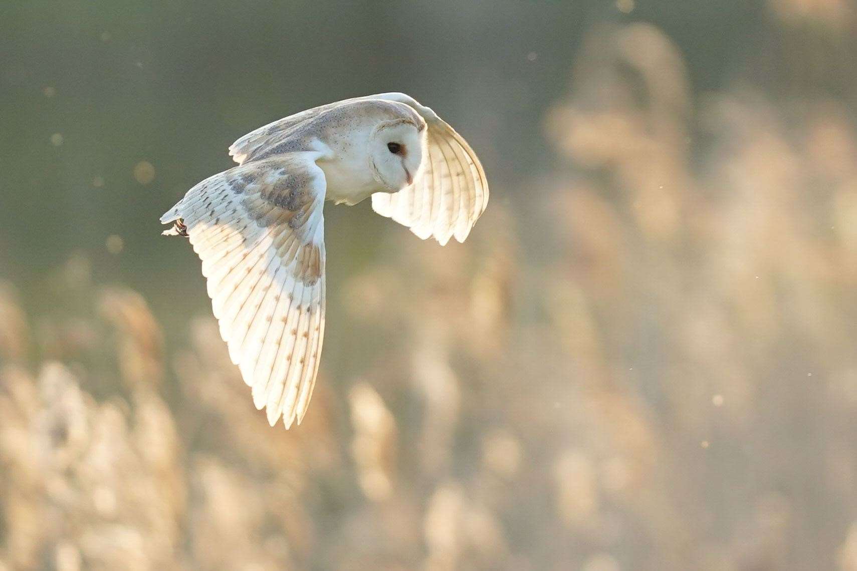 barn owl are listed under Schedule 1 of the Wildlife and Countryside Act 1981, giving them legal protection (James Manning/PA)