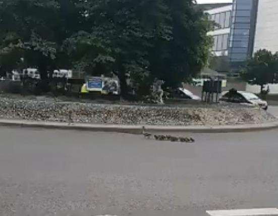 The ducks walked in front of a bus in Upper Bridge Street, Canterbury (2222794)
