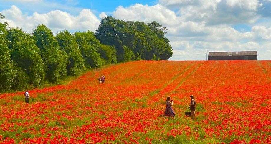 The poppy field is attracting visitors from far and wide. Pic: Brian Flynn