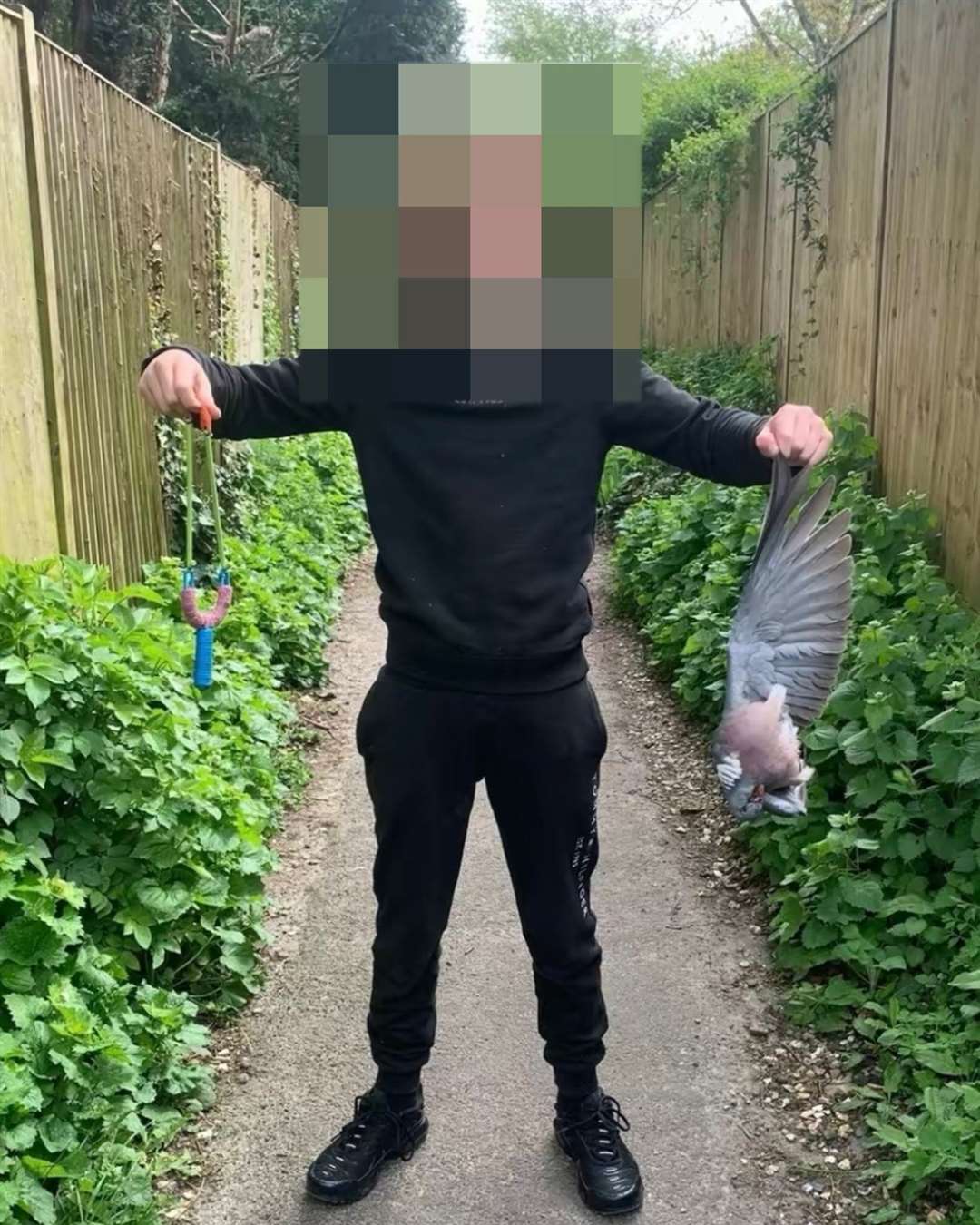 A young boy holds a dead pigeon by the wings and a catapult and shares it on TikTok