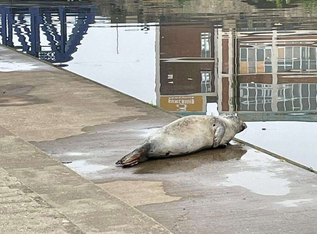 The seal was first spotted at around 7.30am. Picture: Dean Appleton