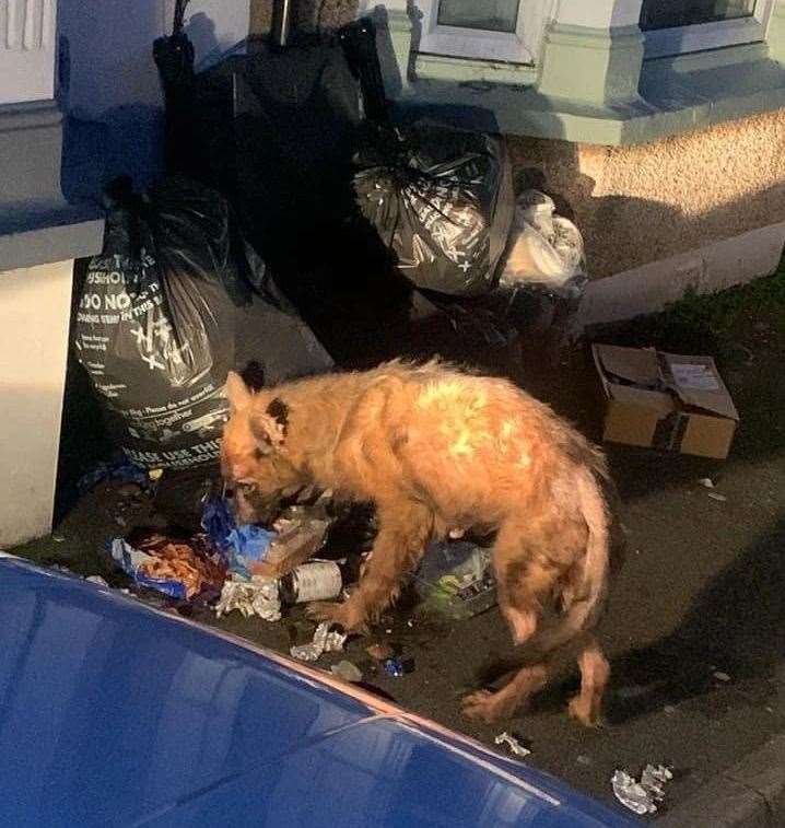 A German Shepherd has been found rummaging through rubbish in Jefferson Road, Sheerness. Picture: Swale Borough Council Stray Dog Service