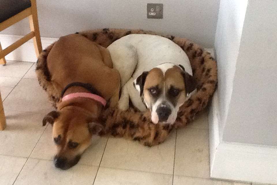Lucy the dog with her new housemate