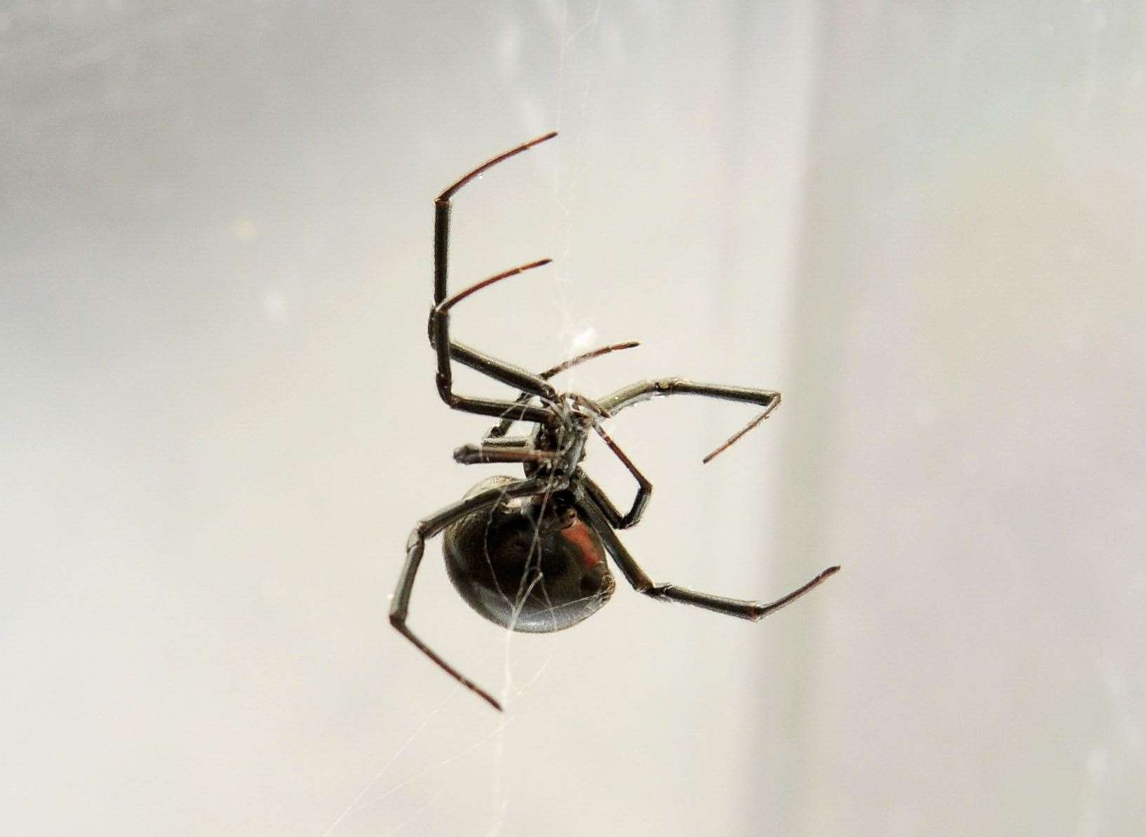 A Black Widow spider. Picture by: Simon Hildrew