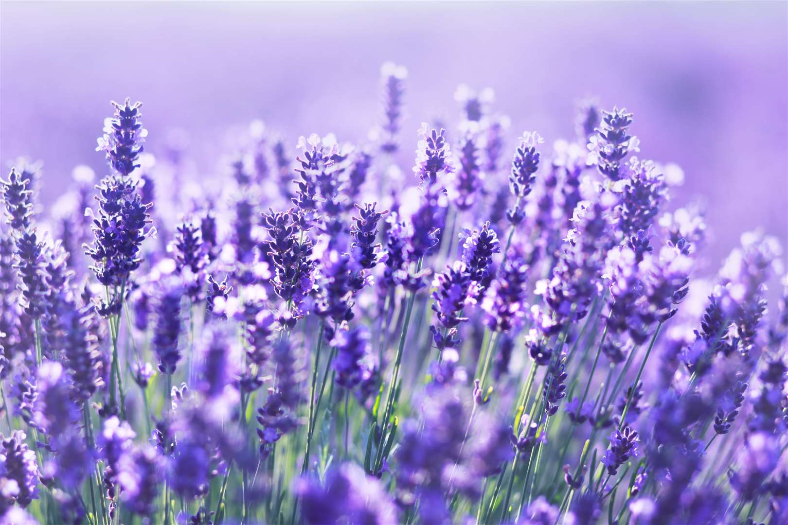The smell of lavender will deter mating spiders