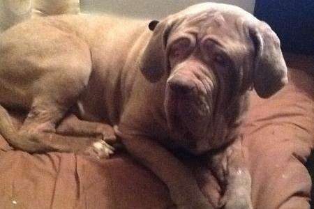 Neapolitan mastiff Flo who needs surgery to lift the skin from her eyes