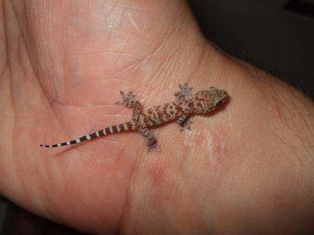 This gecko survived a near-2,000-mile trip from Greece in a suitcase.
