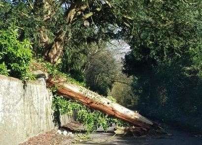 The fallen tree in Gallants Lane Picture by Kristina Broome