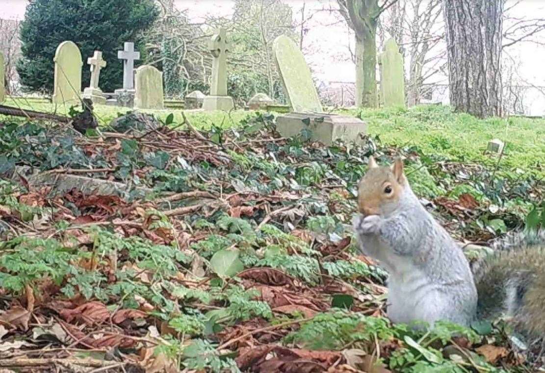 Miss January - a squirrel in the graveyard in the Borden Wildlife Group 2021 calendar