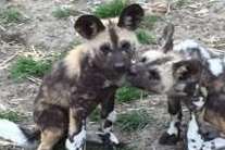 The latest successful breeding of African painted dog pups at Port Lympne.