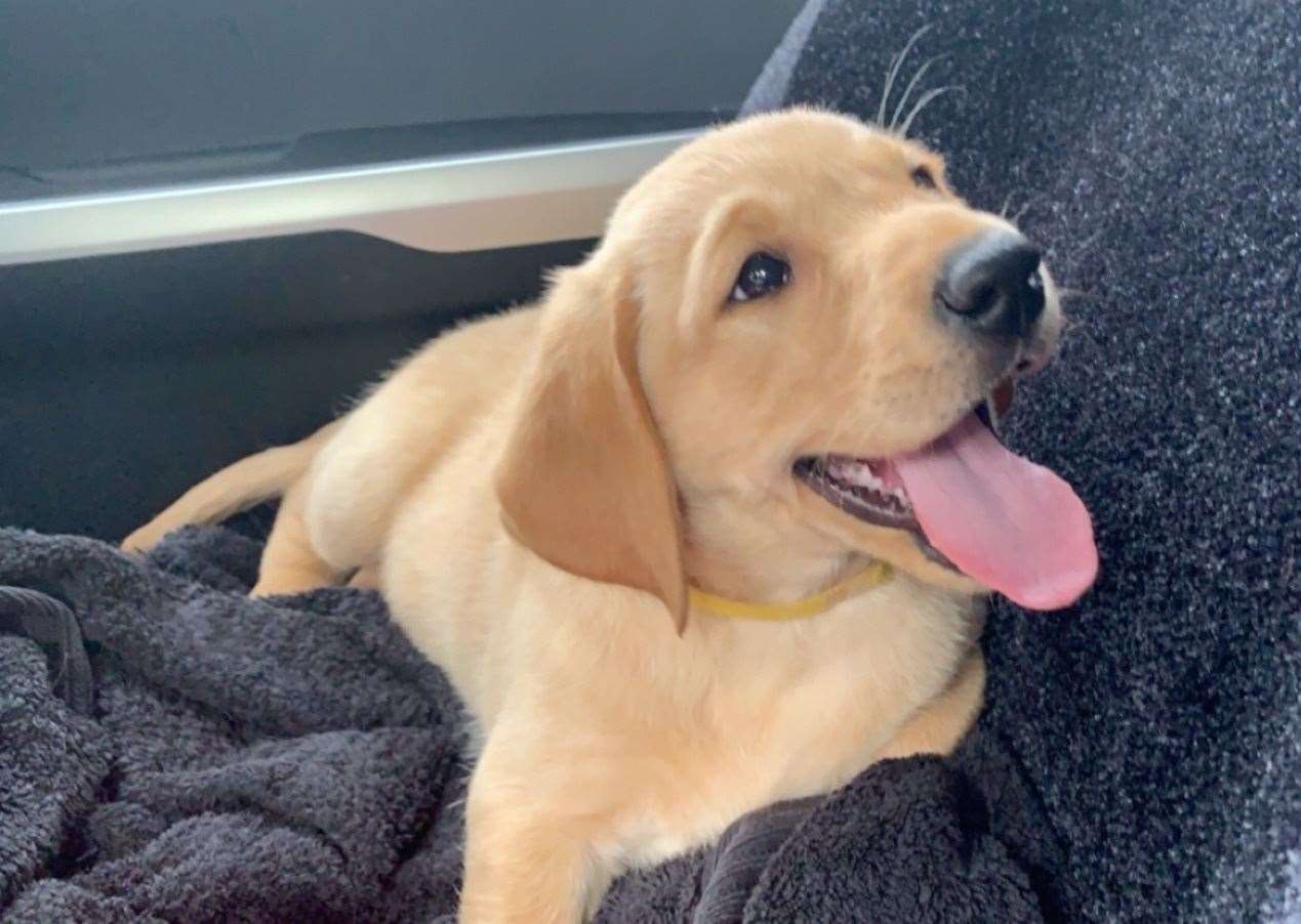Ziggy the labrador after being brought home for the first time