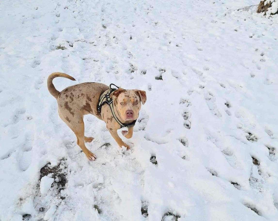 18-month-old XL Bully Storm playing in the snow Picture: Karen Griffin
