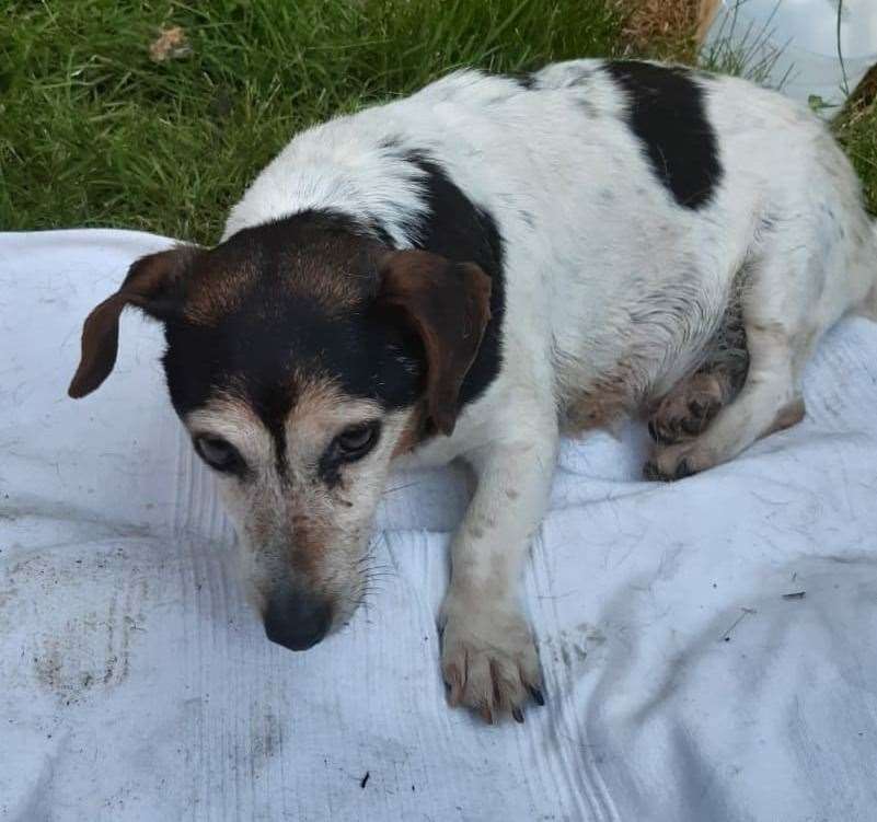 Injured and dehydrated, Nellie was discovered collapsed on the roadside. Picture: Swale Borough Council Stray Dog Service