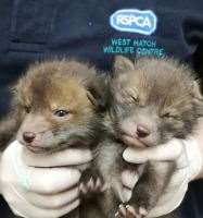 The RSPCA are dealing with increased numbers of incident. Photo: RSPCA