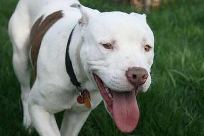 A pit bull type dog