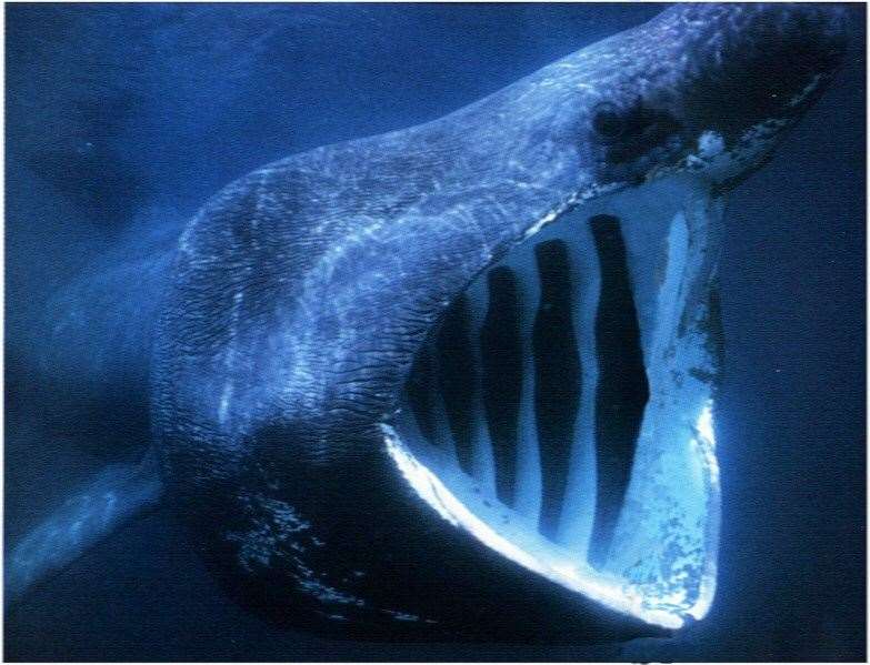 Basking sharks can weigh more than 5,000kg. Stock image