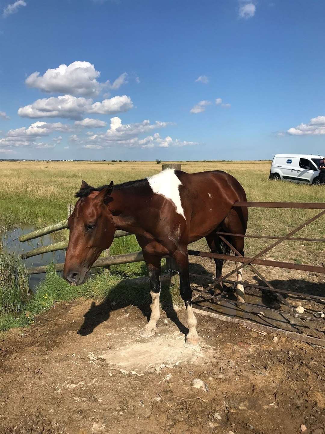 The horse that couldn't quite make it over the fence. Picture: RSPCA