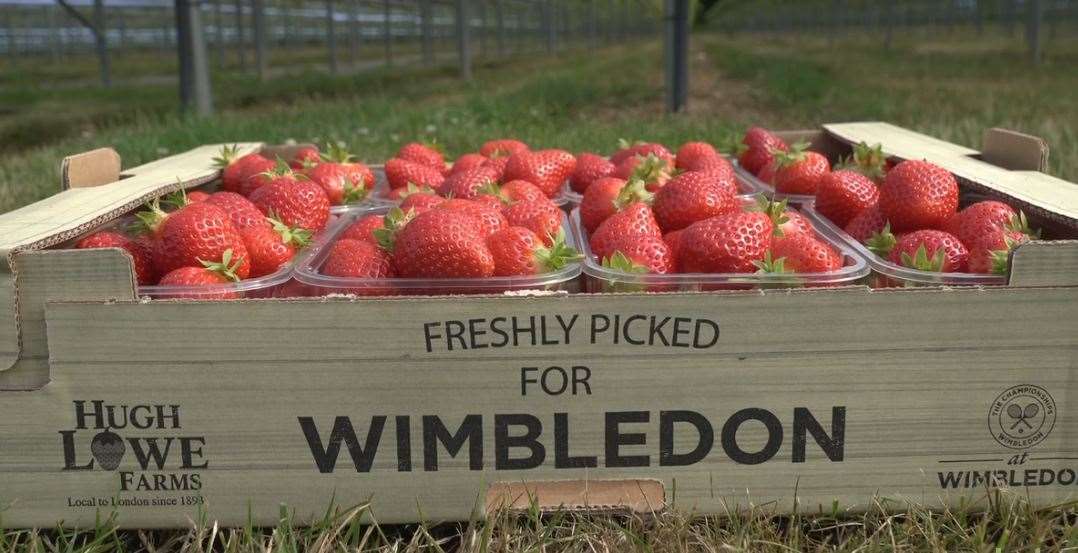 Hugh Lowe strawberries heading for Wimbledon
