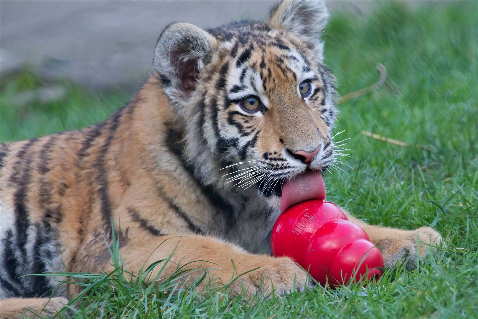 A tiger cub at Howletts zoo. Picture: David Mullaney