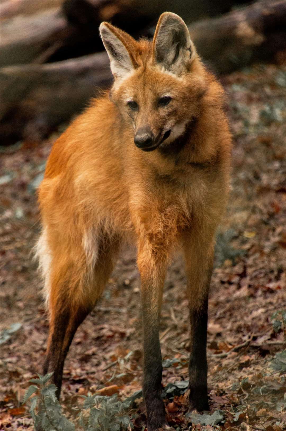 Two maned wolves are the latest species to arrive at Port Lympne near Hythe. Picture: Port Lympne Hotel and Reserve
