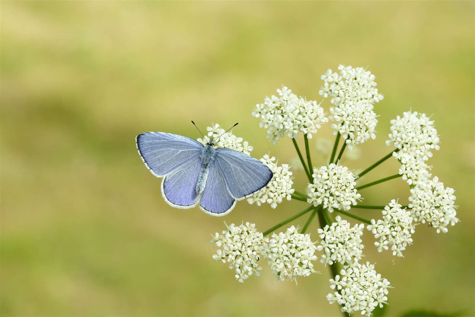 Holly blue numbers have increased from last year and over the long term (Iain H Leach/Butterfly Conservation/PA)