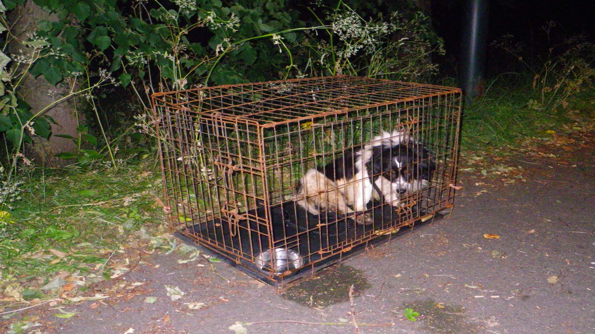 The dog was found in a crate covered in his own urine and faeces after being dumped in a country road near Swanley.