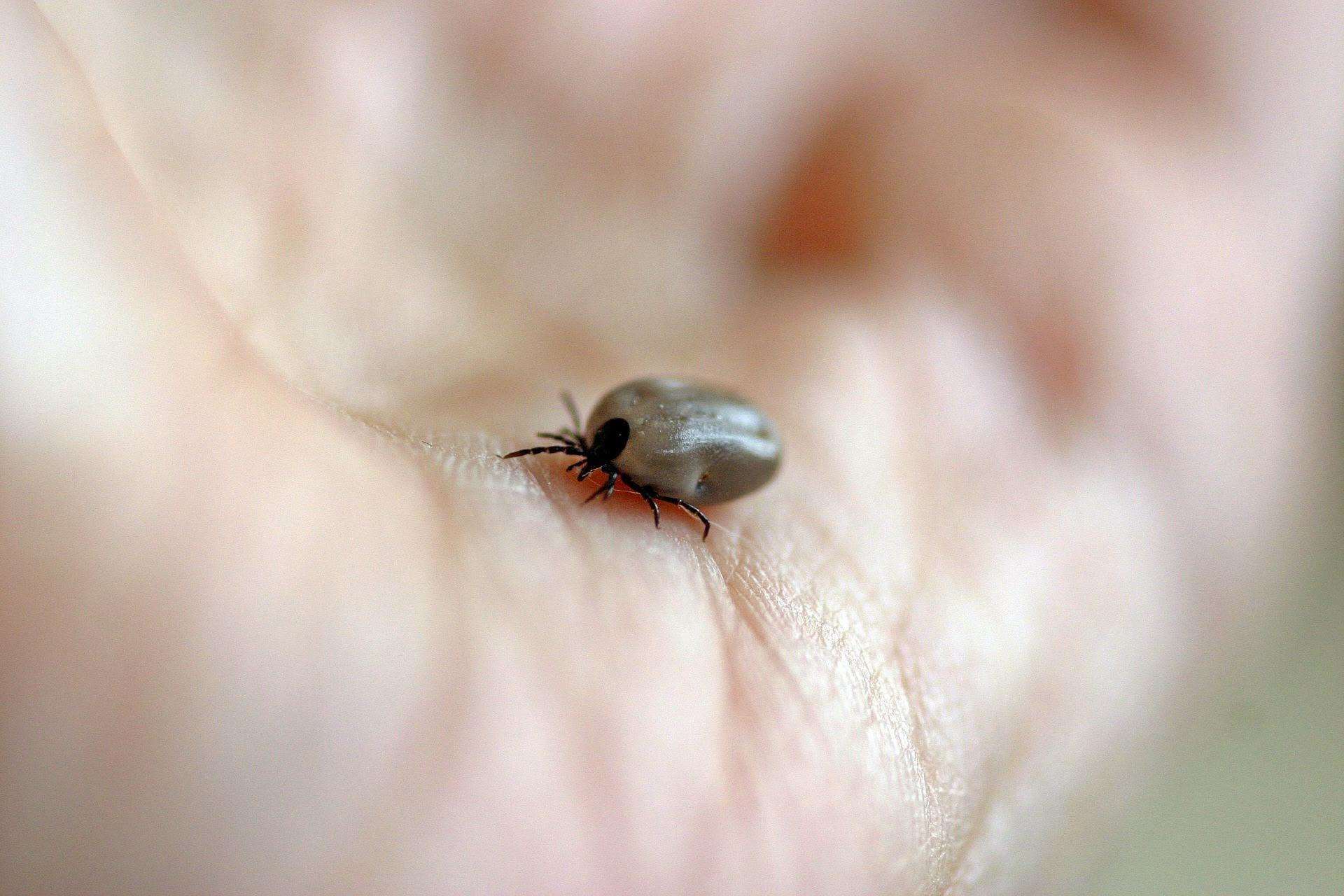 This is a tick, though they can sometimes be as small as a poppy seed. Image: Vet UK