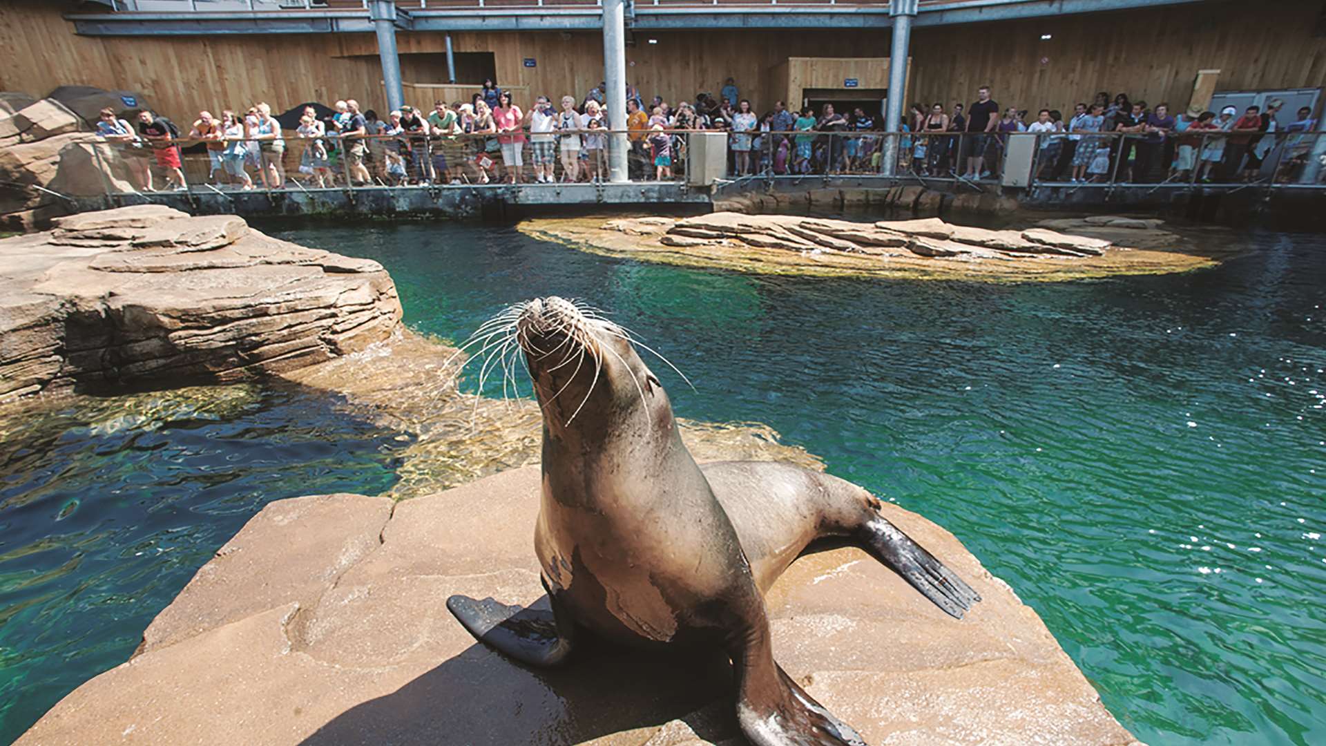 One of the Nausicaa sea lions