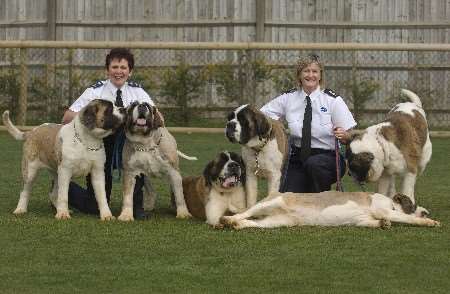 Some of the original 101 St Bernards - being cared for in Maidstone